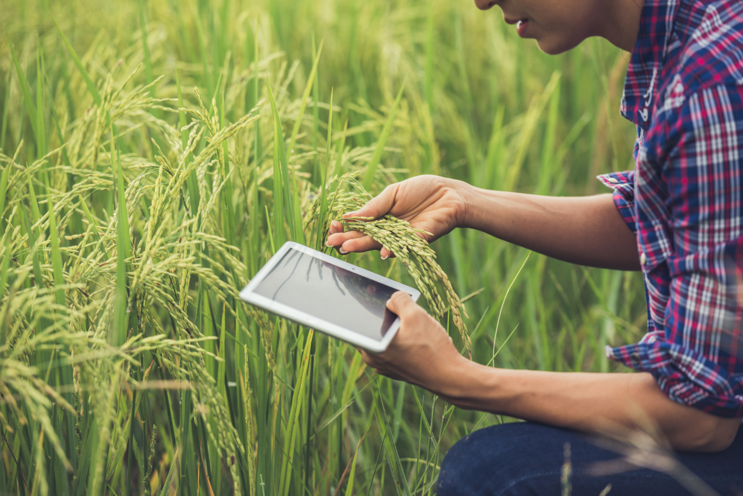 farmer-standing-in-rice-field-with-tablet.jpg - 1.49 MB