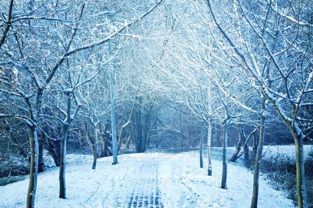 snow-covered-trees.jpeg - 1.89 MB